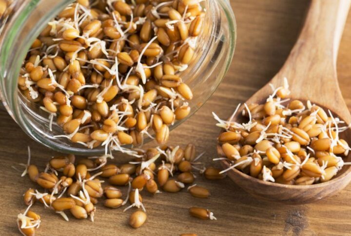 Исследование влияния нанобиосеребра на прорастание зерна пшеницы и накопление в нем серебра
