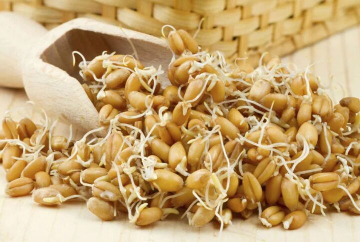 Некоторые особенности пророщенного зерна пшеницы
